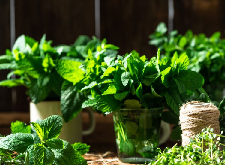 Trésors du Monde Cultiver et Cuisiner avec des Herbes Fraîches ce Printemps